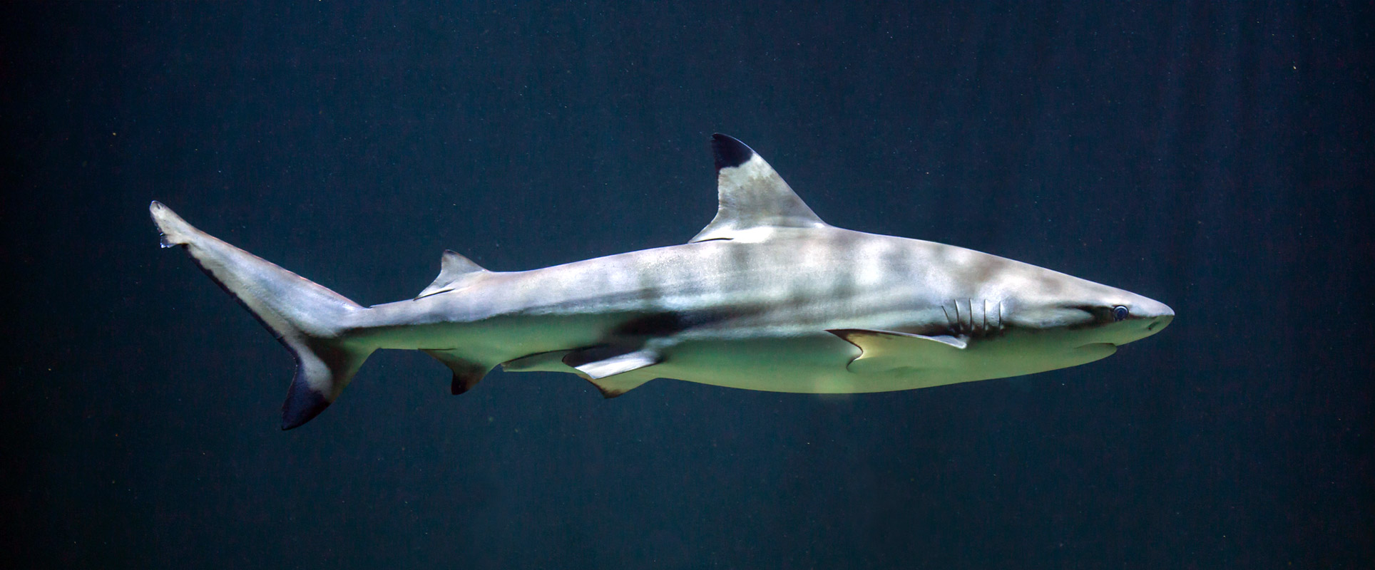 sharklab malta malta national