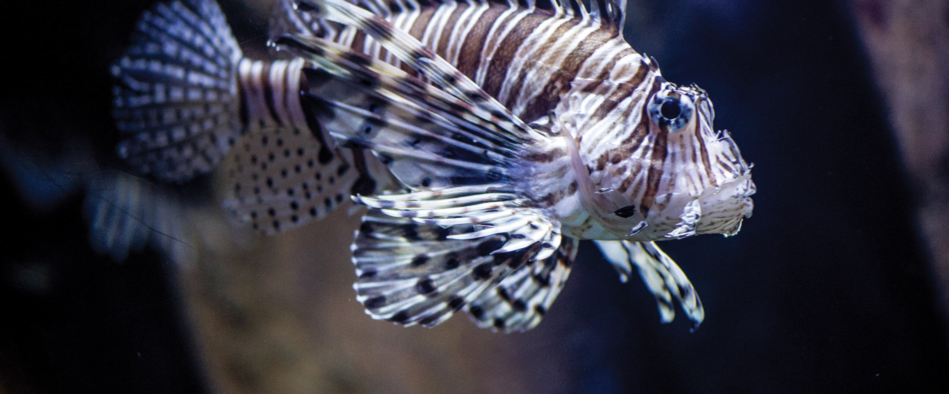 Access Statement Malta National Aquarium