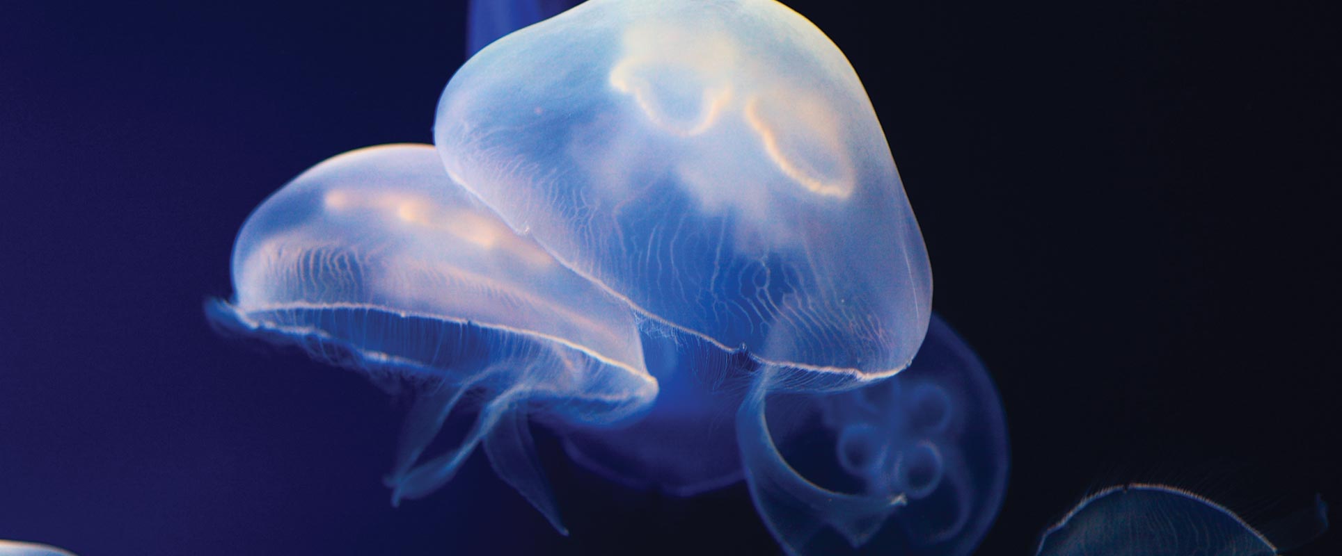jellyfish malta national aquarium