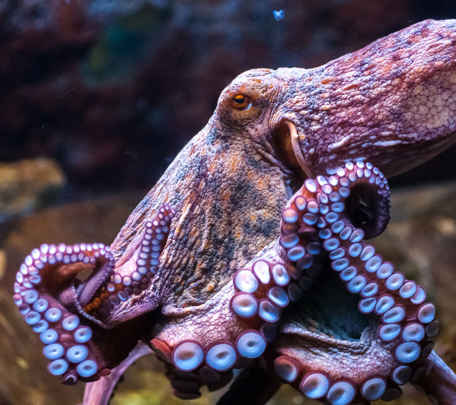 Albums 91+ Images show me a picture of an octopus Stunning