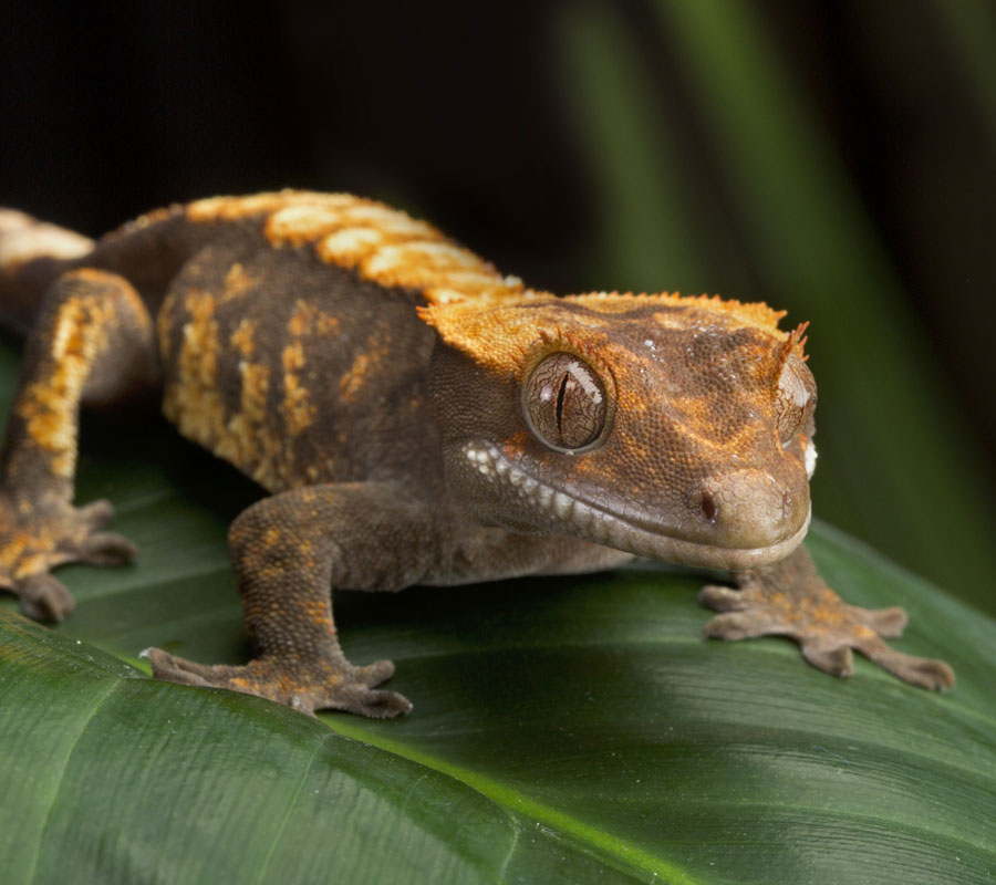 List 90+ Images pictures of a crested gecko Full HD, 2k, 4k