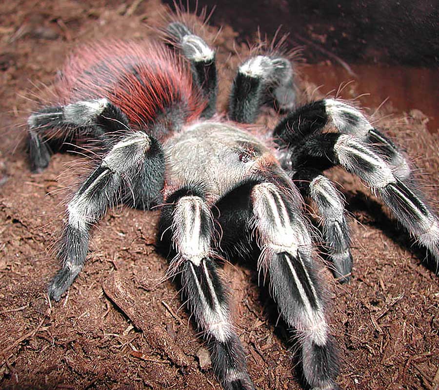 Brazilian red and white tarantula - Malta National Aquarium