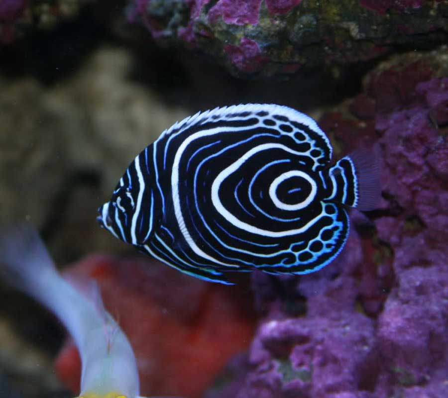 Emperor angel fish - Malta National Aquarium