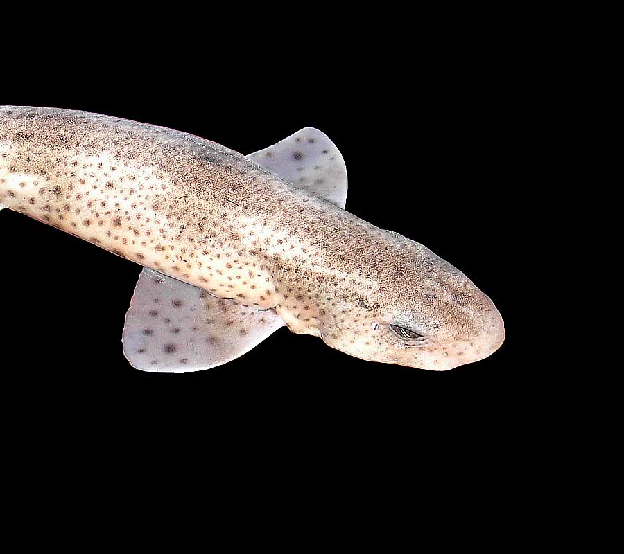 [Image: g_smallspottedcatshark.jpg]