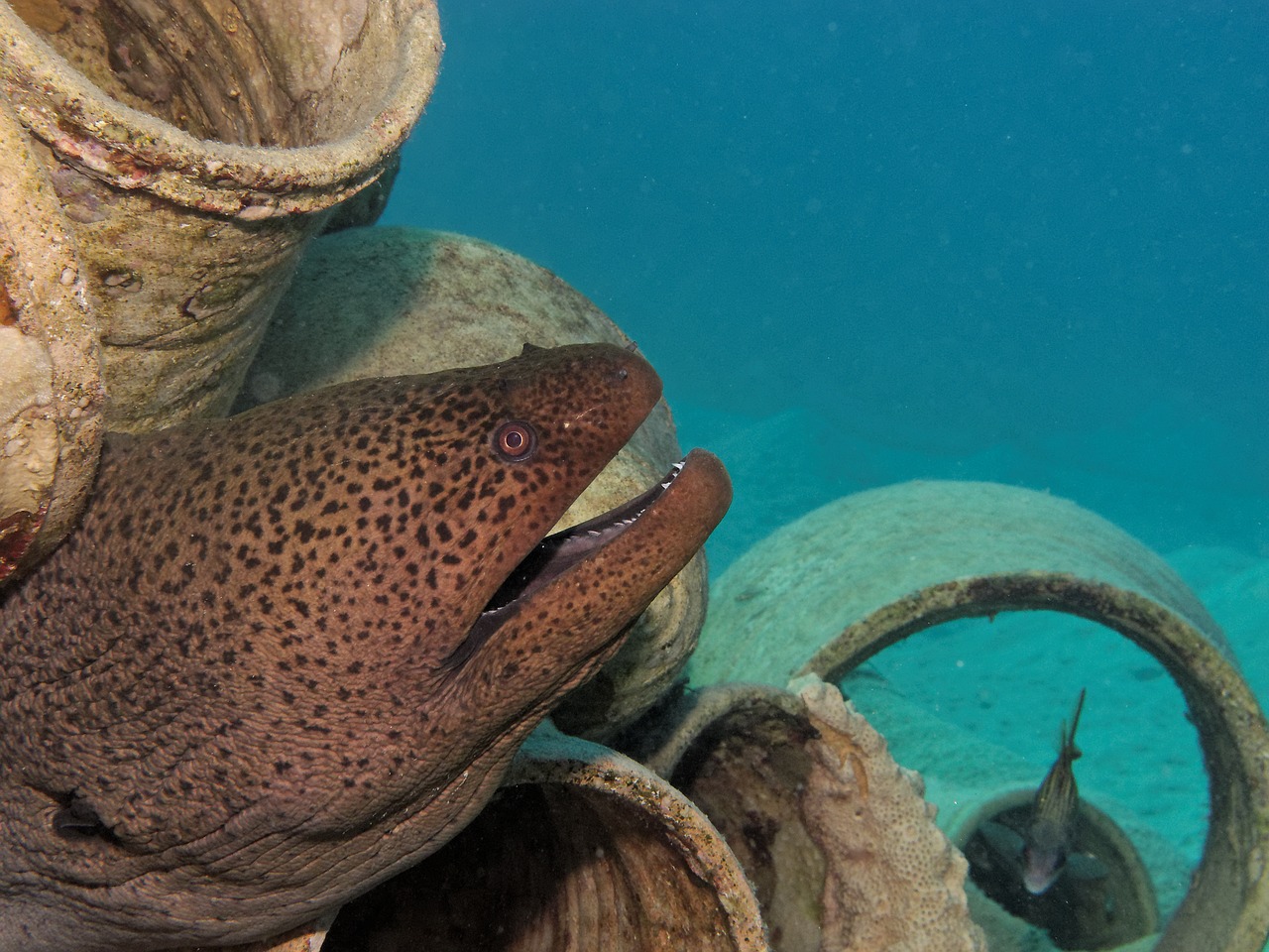 Mediterranean moray - Malta National Aquarium