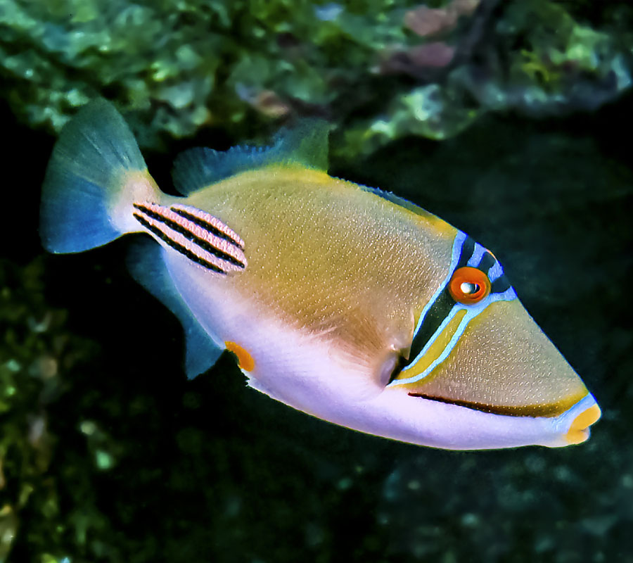 Picasso trigger fish - Malta National Aquarium