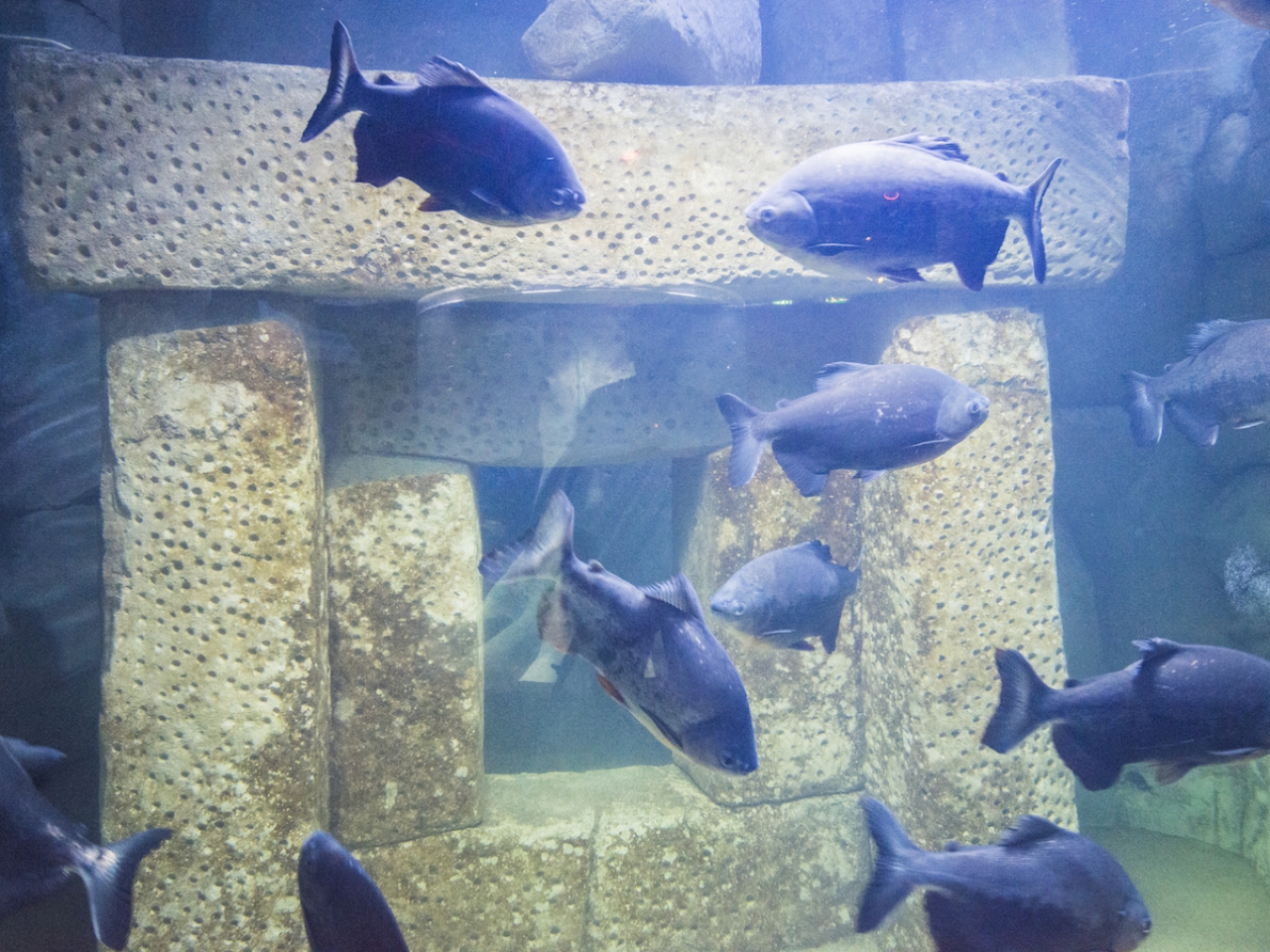 Gallery & Video Malta National Aquarium