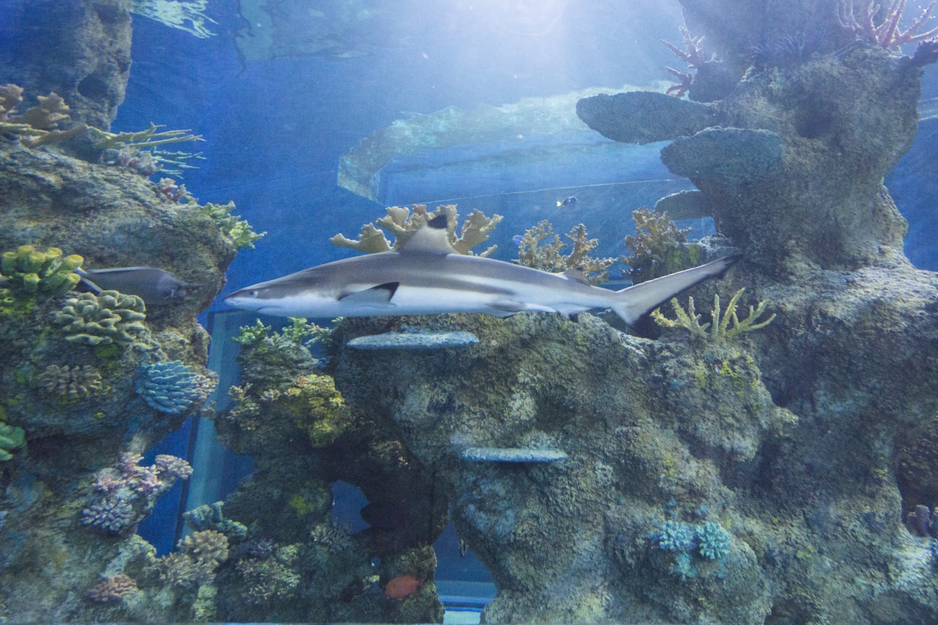Gallery & Video Malta National Aquarium