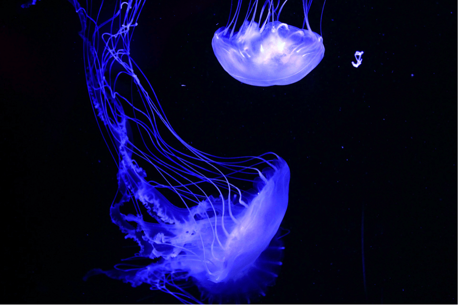 Moon Jellyfish at the Malta National Aquarium