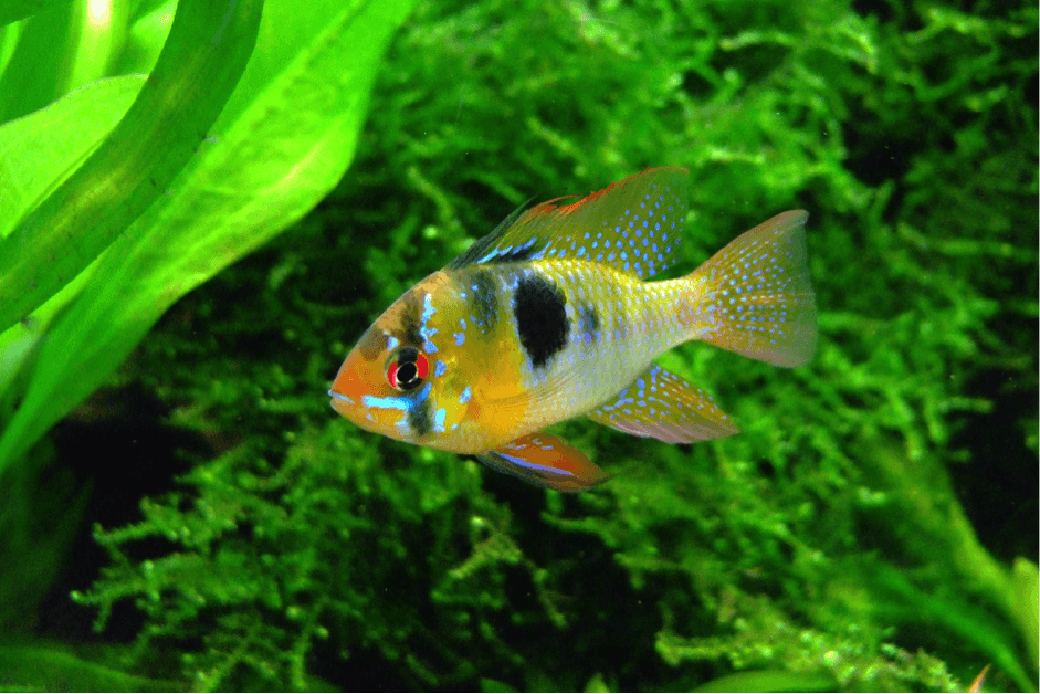 Rainbow Cichlid at The Malta National Aquarium