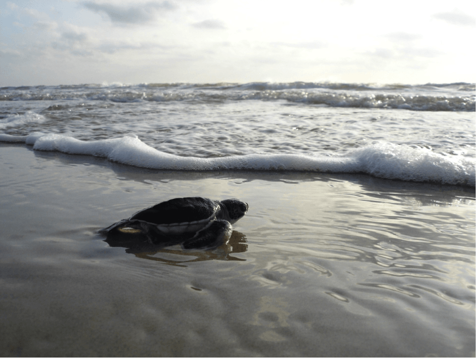 Sea turtle taking its first swim