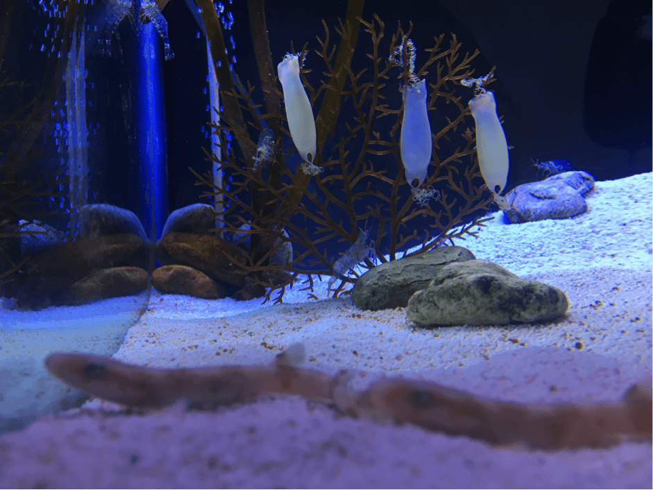 Shark eggs at the Malta National Aquarium