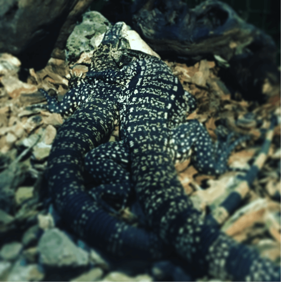 Argentine Black Tegu at the Malta National Aquarium