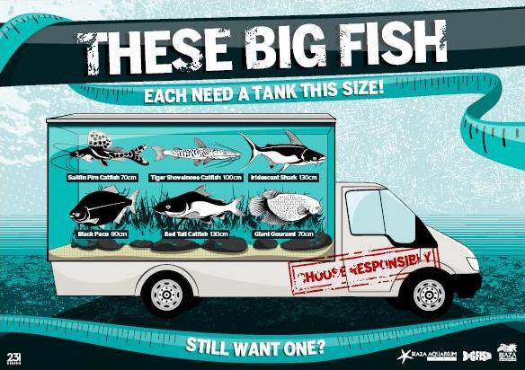 buying your new fish