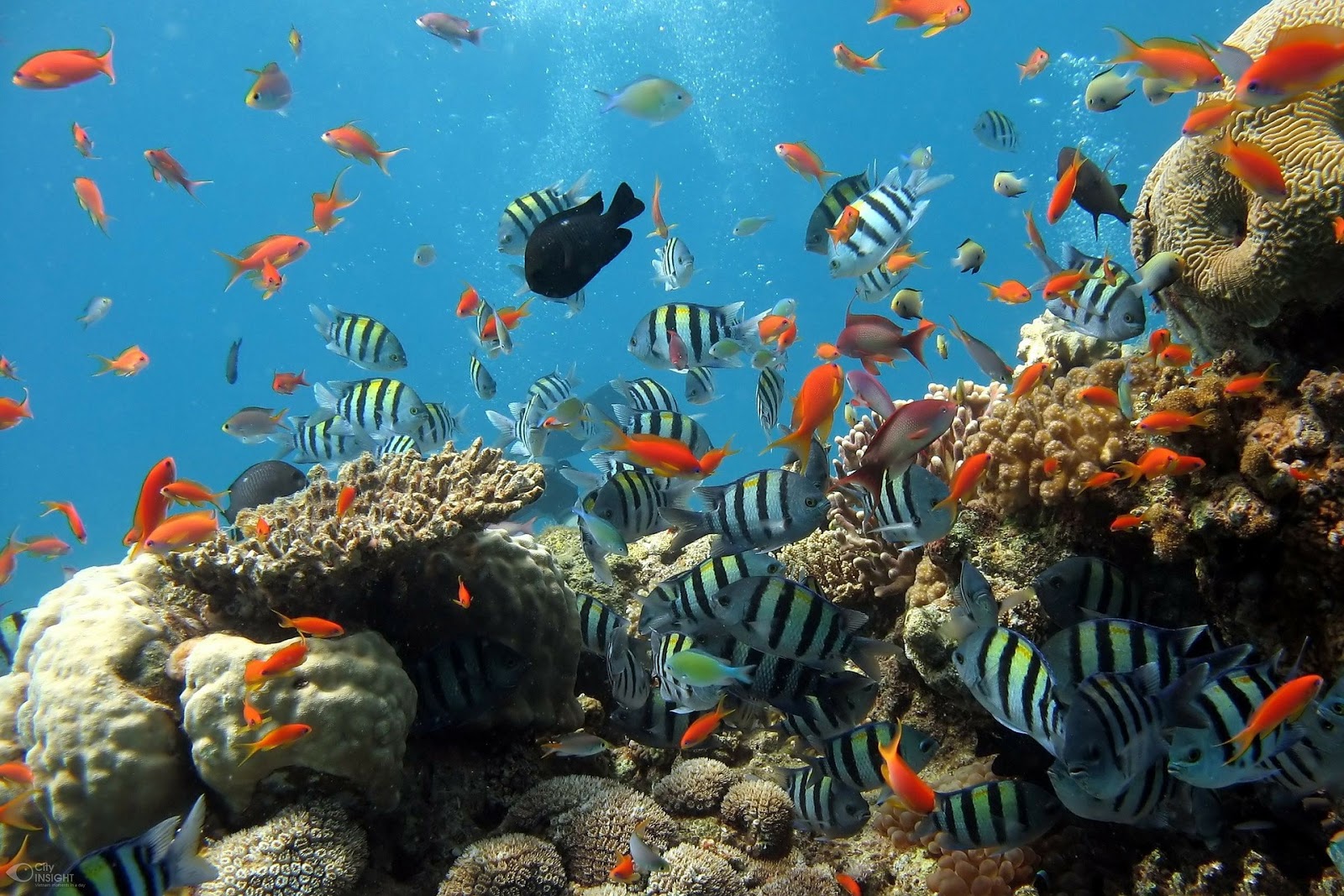 What you can learn About Home Aquarium by Visiting Malta Aquariums