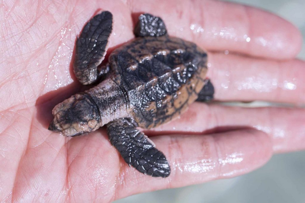 Leatherback sea turtles