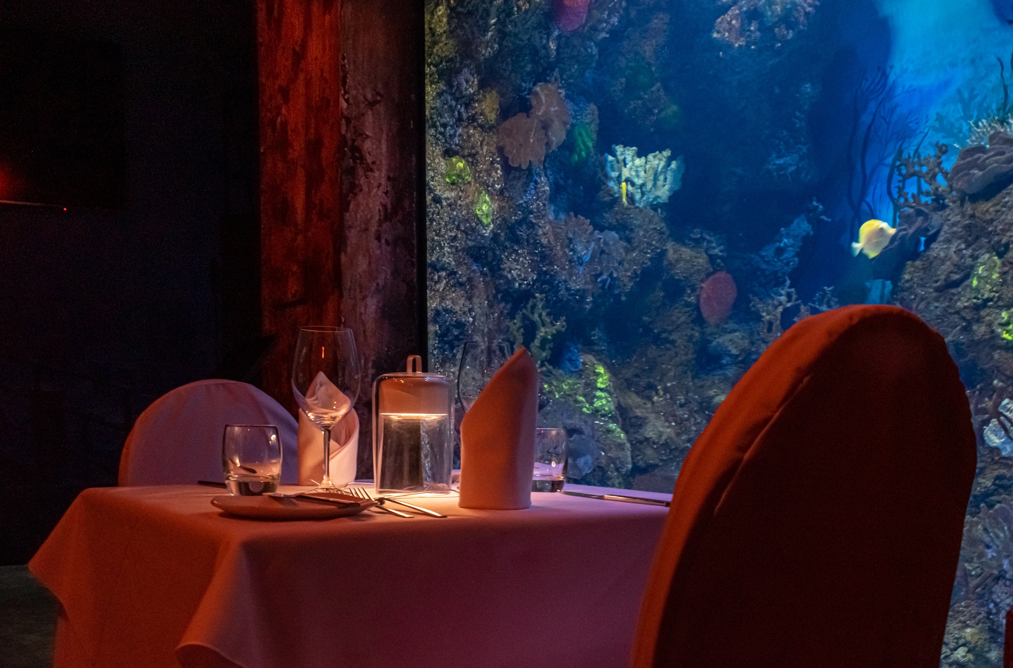 Valentine's in the Aquarium Malta National Aquarium