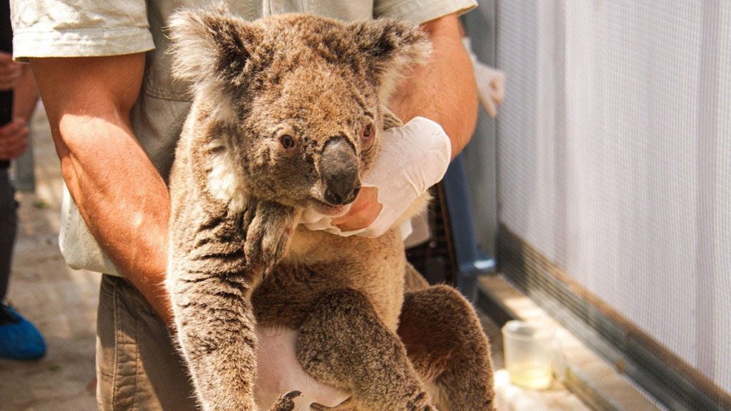 Koala being rescued