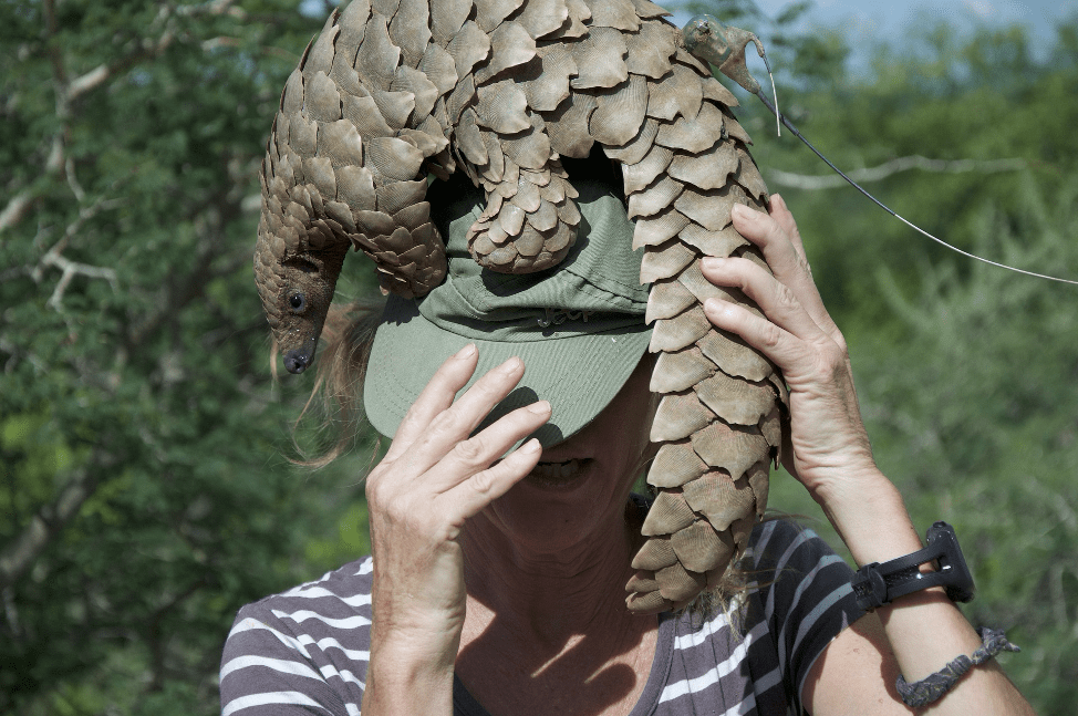 Pangolins, or scaly anteaters, are mammals of the order Pholidota.