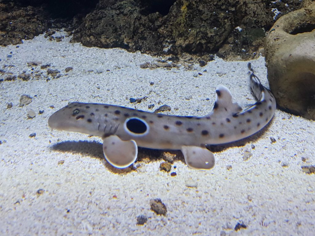 Ou Epaulette Shark