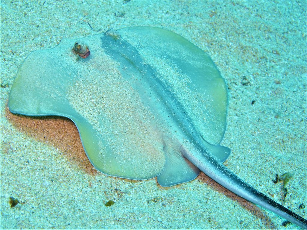 Stingray