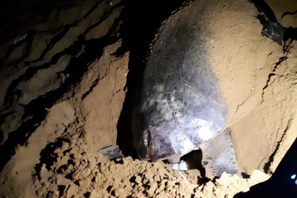 Nature Trust’s photo of the loggerhead laying her eggs at Ramla.