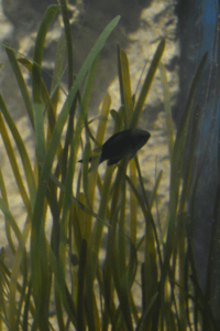 Mediterranean Chromis