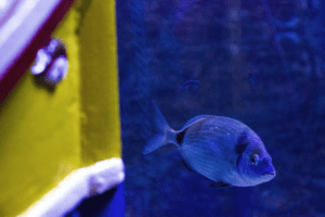The two banded bream