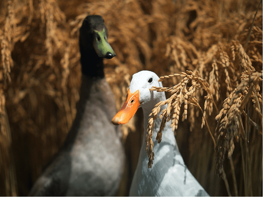 Ducks